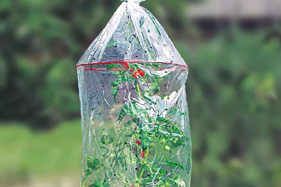 Tomatenpflanze in einem Tomatenschutz